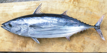 カツオ（鰹、松魚、堅魚）（クリックで拡大写真・詳細画像）