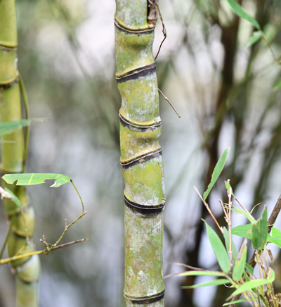 布袋竹（ホテイチク）