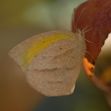 ツマグロキチョウ（褄黒黄蝶）秋型（クリックで拡大写真・詳細画像）