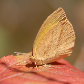 ツマグロキチョウ（褄黒黄蝶）秋型（クリックで拡大写真・詳細画像）