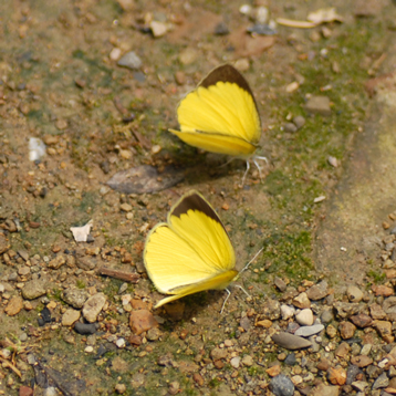 ツマグロキチョウ（褄黒黄蝶）夏型（クリックで拡大写真・詳細画像）