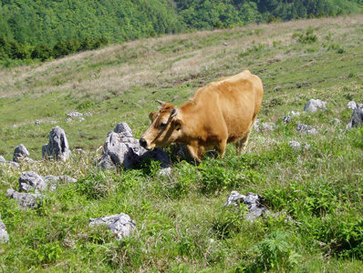 四国カルスト 放牧牛
