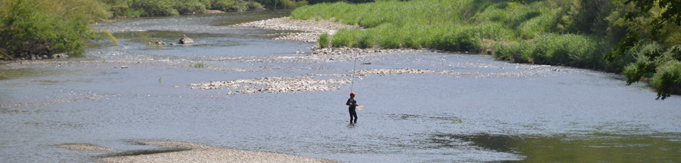 四万十川上流域の鮎釣りシーン