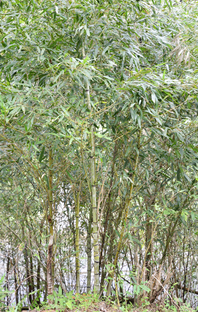 布袋竹（ホテイチク）