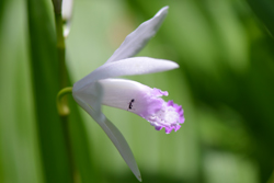 シロバナシラン(白花紫蘭)