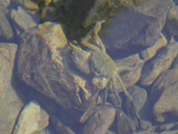 モクズガニ（藻屑蟹）（クリックで拡大写真・詳細画像）