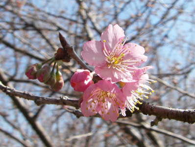 雪割桜開花